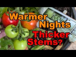 I Tested Warmer Nights on Tomatoes... Here’s What Happened