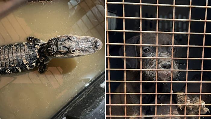 19 animals, including an alligator, rescued from hot Cypress garage