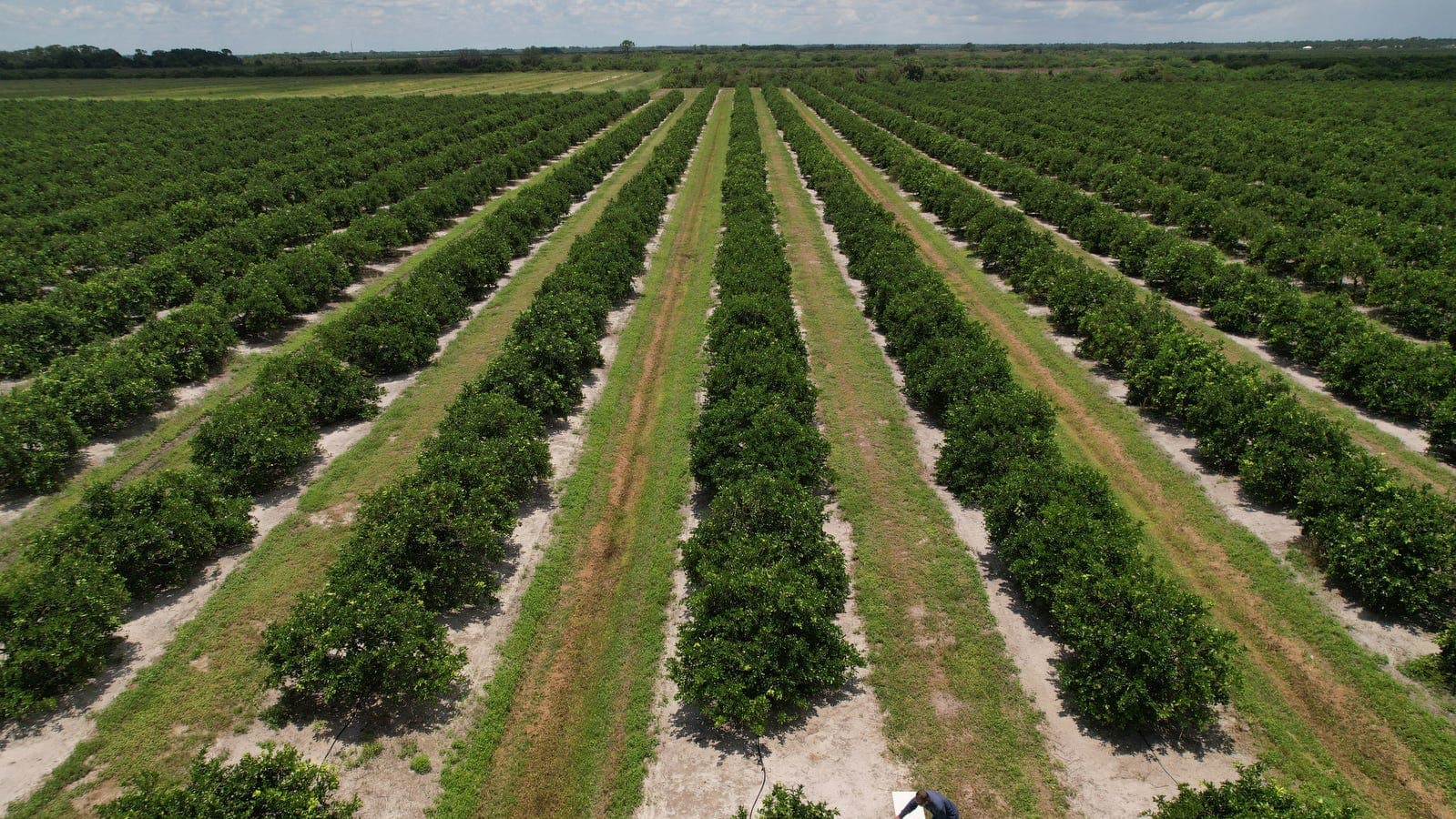 Florida farms hit with $3.17 billion in winter storm losses