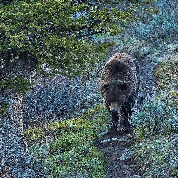 Wild Sheep Foundation: Grizzly Bear Conservation Advances - The Outdoor Wire | The Outdoor Wire