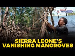 Women Oyster Farmers Fight to Save Sierra Leone’s Mangroves | World News