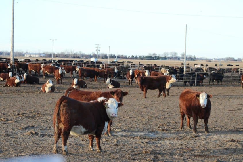 Feedlot Inventories and Placements Post Year-Over-Year Declines in Latest Cattle on Feed Report | American Ag Network