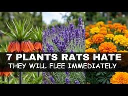 7 Plants Rats ABSOLUTELY Hate (Plant These Around Your House)