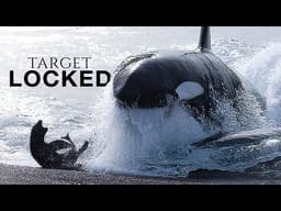 When Predators Fight for Survival