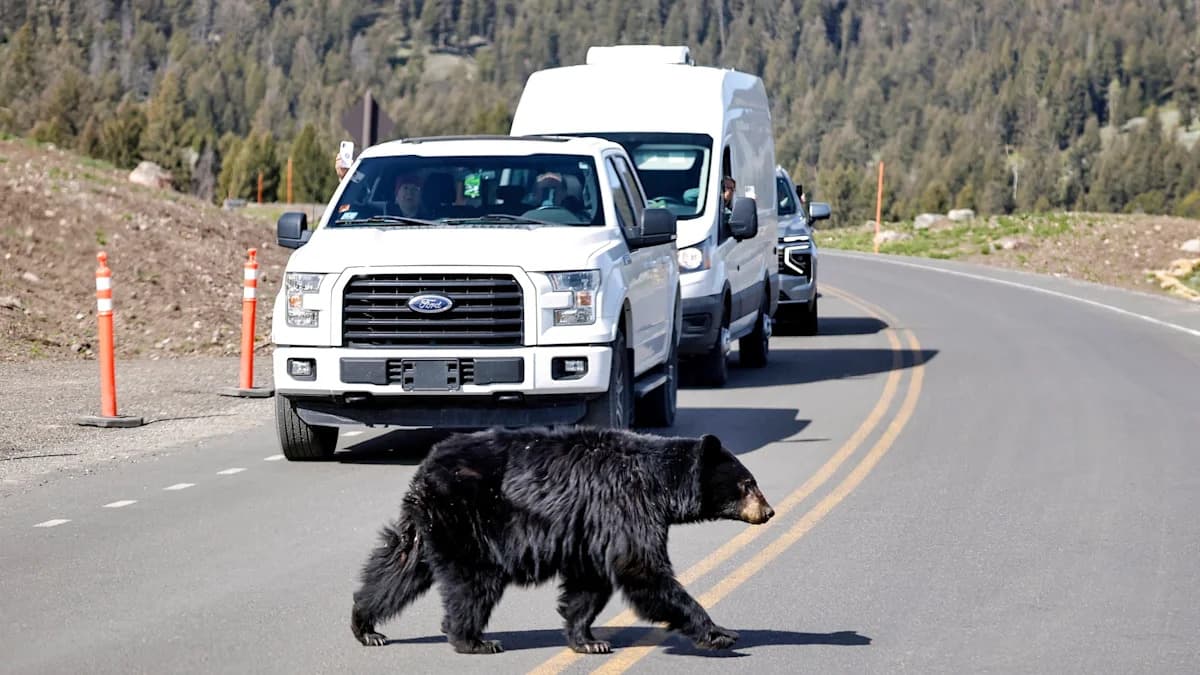 July is Yellowstone National Park's deadliest month