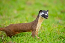 Dog-guided cameras uncover weasels across Georgia ... - Phys.org