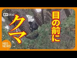 「クマが目の前にいるなんて」　防犯カメラに人と鉢合わせる姿　「結構大きくて、太ってた」　その後公園の木の上に居座り麻酔銃で捕獲、駆除　体重70キロのオスの成獣　長野・松本市