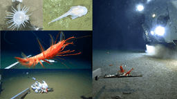 What lives 10 km below the surface? A new look at life in Japan’s deepest ocean trenches | Blog