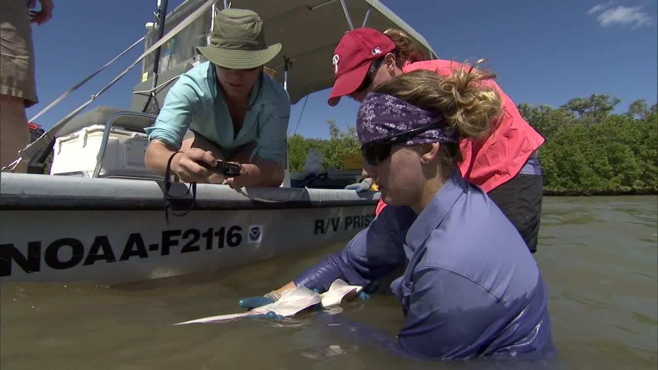 Protecting the Smalltooth Sawfish - Protected Species
