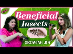 Beneficial Insect Consult for my Greenwall: How to release beneficial insects in your your home