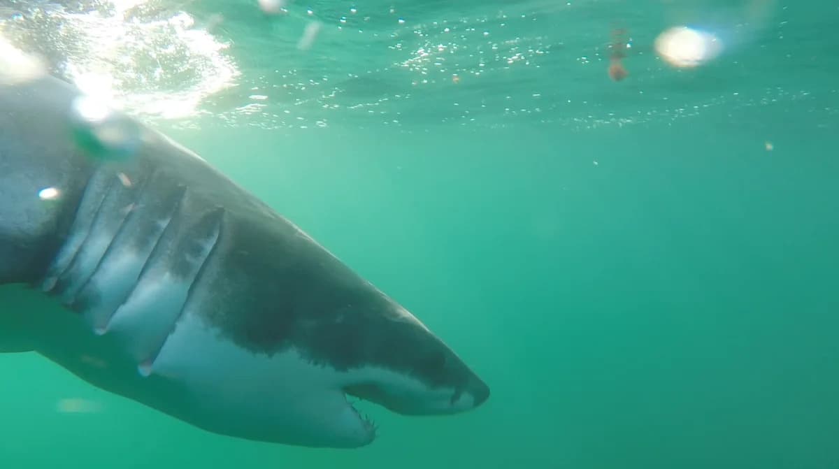 Parade of great white sharks continues as Cross reaches New Jersey