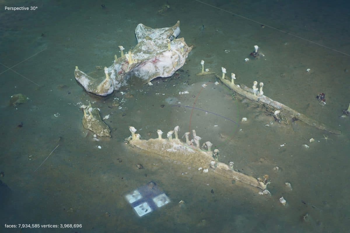 Scientists found a dead whale 1288m deep in the Pacific. They filmed it for ...
