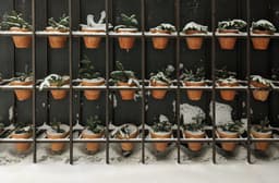 Untold Tips to Keep Indoor Plants Healthy and Growing in ...