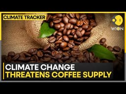Brazil Pioneers Climate-Resilient Coffee Amid Shrinking Growing Regions | WION Climate Tracker
