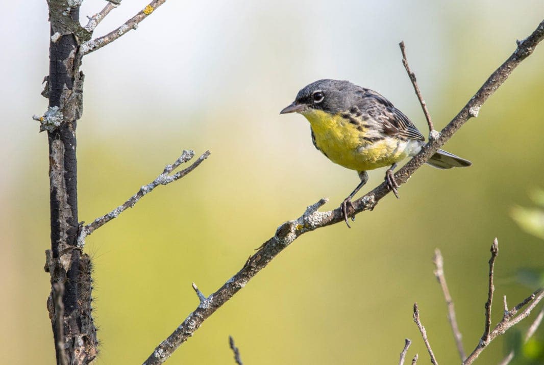 Birding Tip: eBird Hotspots’ Iconic Birds Feature 
