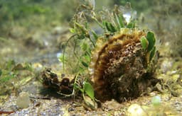 Oyster Heaven: Bringing Europe's oyster reefs back to life