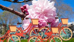 Cherry Blossoms Forever & Picnic! ~15 miles (Ride #118), Sun, Apr 19, 2026, 10:04 AM   | Meetup