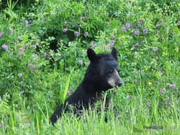 Recent Saskatchewan bear deaths underscore importance ...