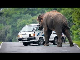 🚌🐘 Sri Lanka Highway Danger: Elephants vs Vehicles! (Shocking Footage) #elephantattack #elephant