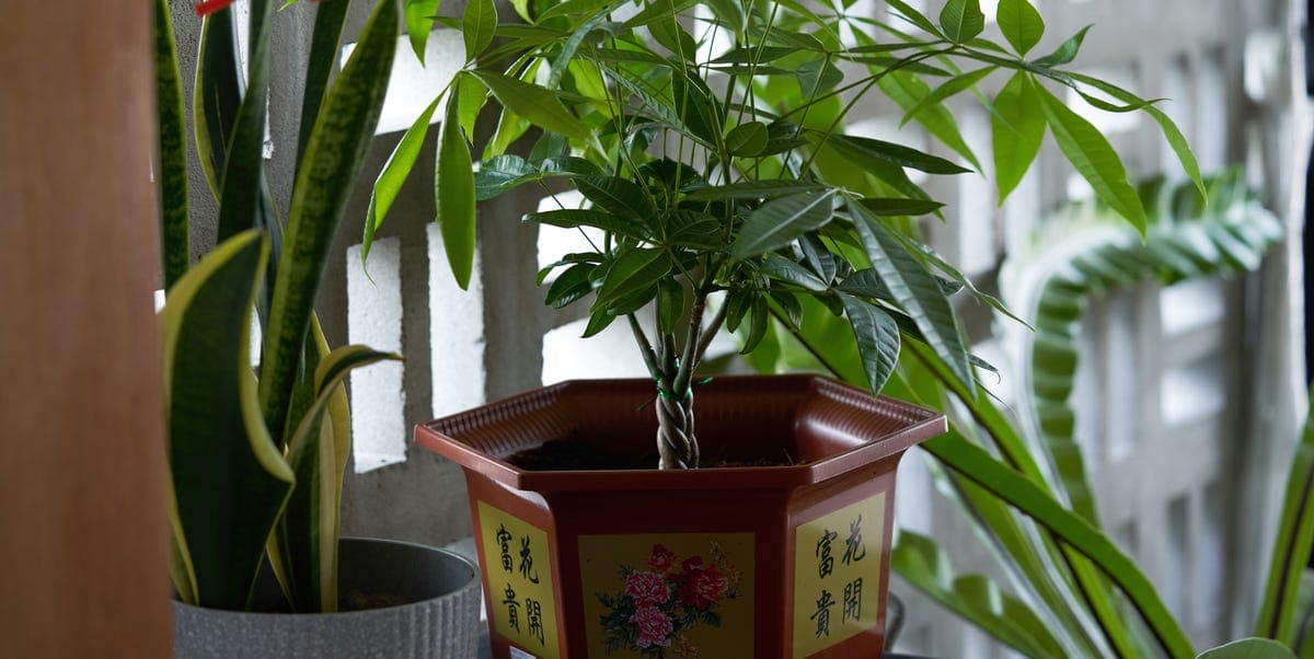 Here's How to Care for a Money Tree the Right Way