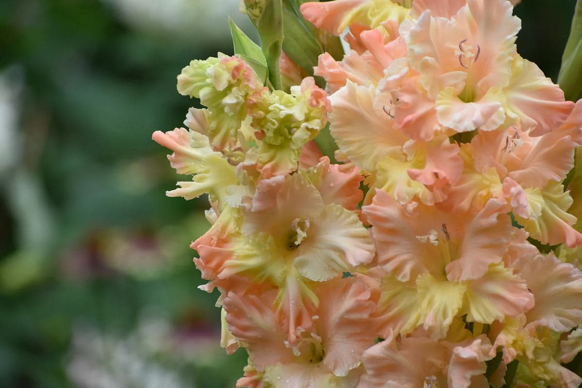 When to Cut Gladiolus Back for Winter: A Simple Guide