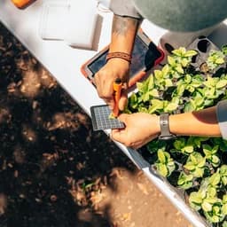 Climate crisis driving alternative coffee species