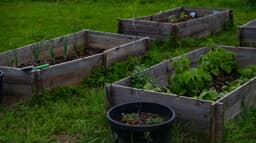 Ditch Boring Planters For Amazon's Smart Solution- 'My Vegetables Have Never Looked Greener'