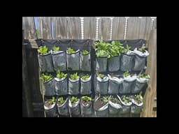Stop Waiting for the "PERFECT" Garden. (Do This Instead!) #verticalgardening #homesteading