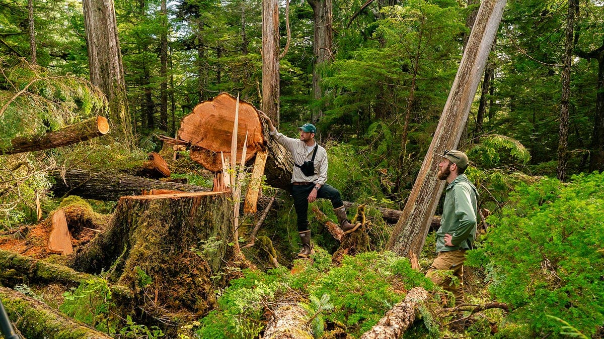 How Many Old Growth Trees Does Steinway Need?