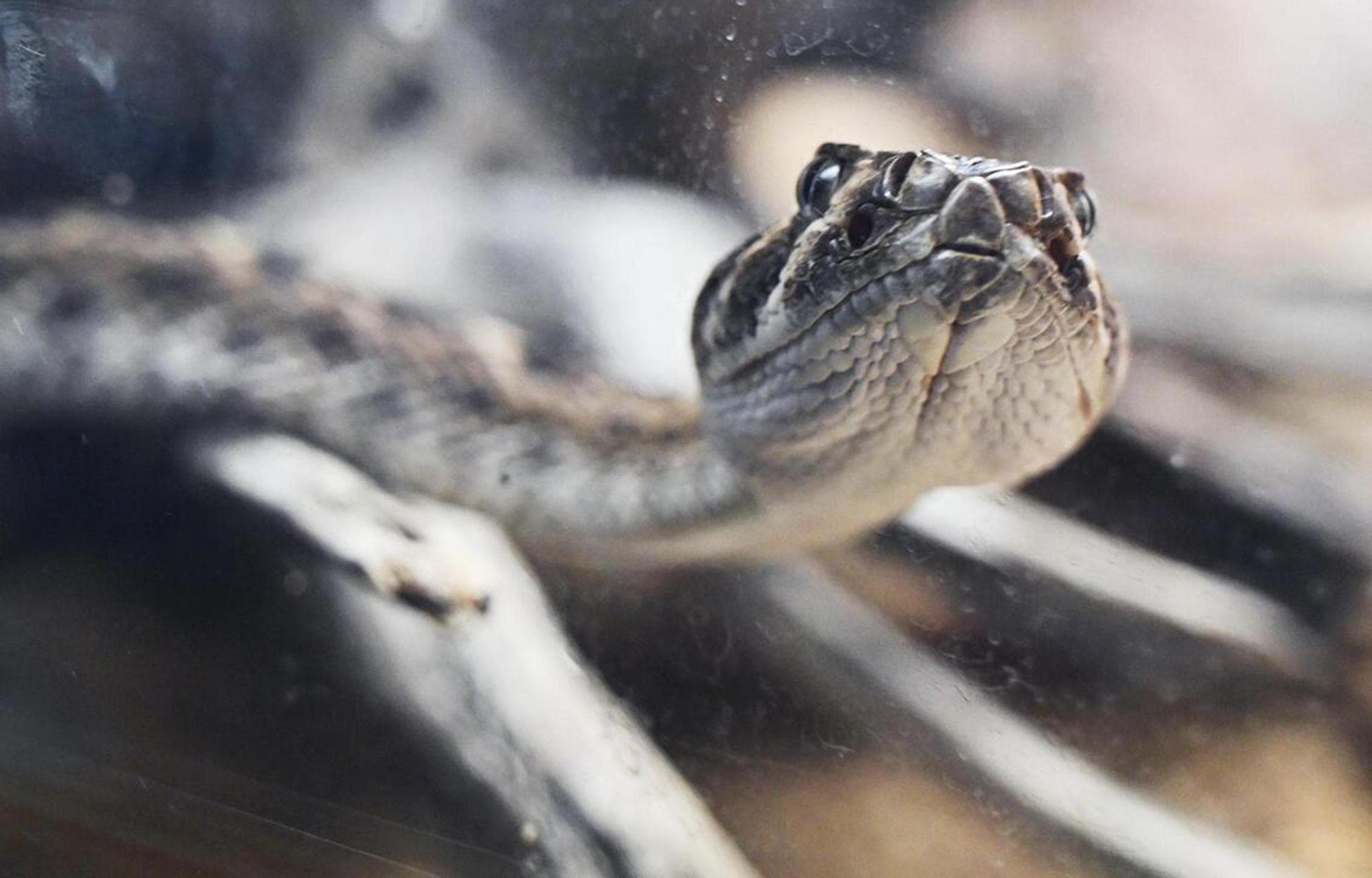 Where do rattlesnakes go when it's hot in California? We asked the ...