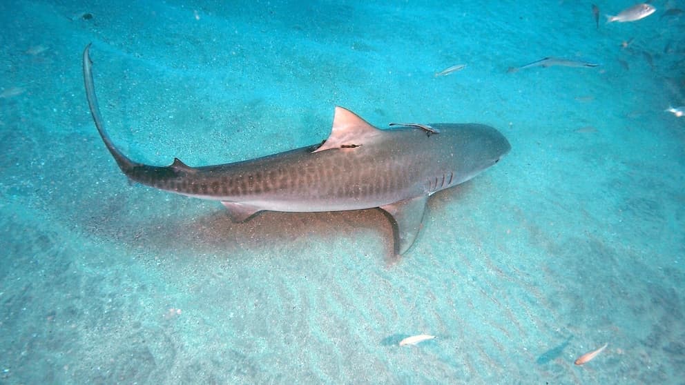 Couple details encounter with 'one of the most dangerous' sharks