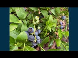 Spring Gardening Q&A: Brown boxwoods, blueberries not flowering, & petunia seed-starting tips