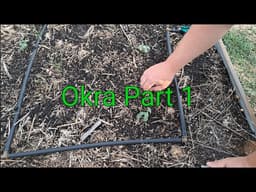 Growing Okra from Seed Part 1 | Ground Prep, Planting & Thinning Okra Seedlings