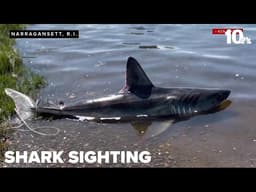 Shark spotted at beach in Narragansett