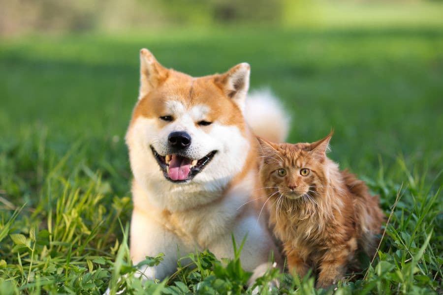 How to Choose the Perfect Pet for Your Family