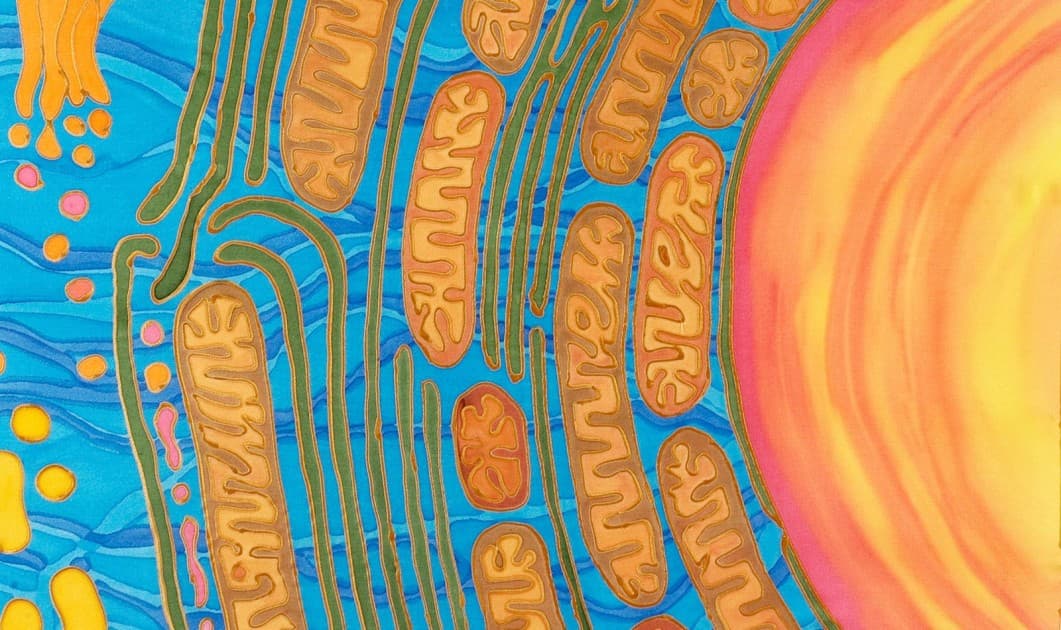 Stimulating Mitochondria to Boost Long-Term Memory | Paris Brain Institute