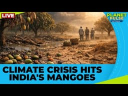 LIVE: Here's How Climate Change Is Putting India’s Mangoes at Risk | Planet Pulse | N18G