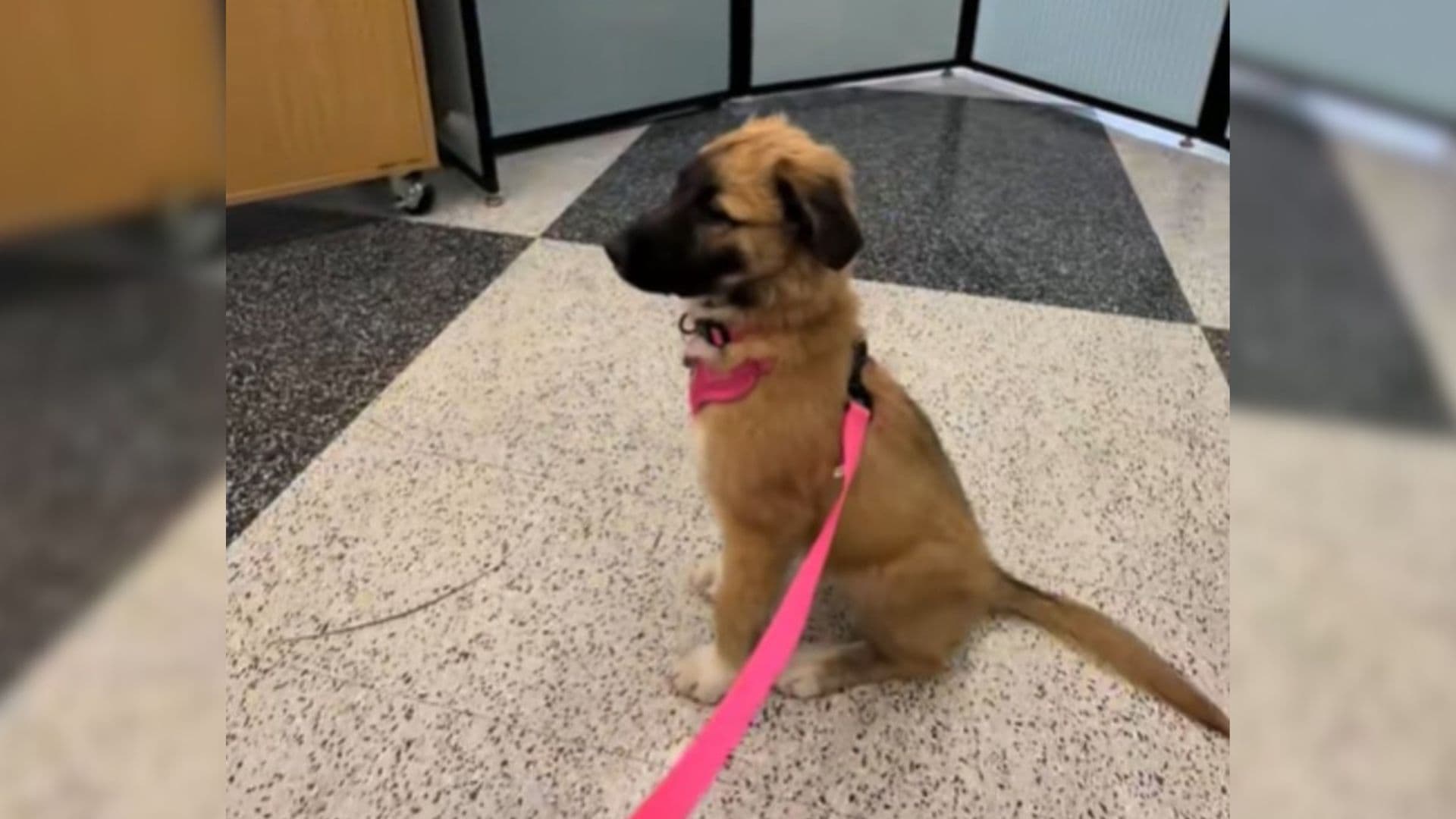 Oregon Puppy With Drooping Ears Turns An Empty Class Into A Heartfelt Viral Moment