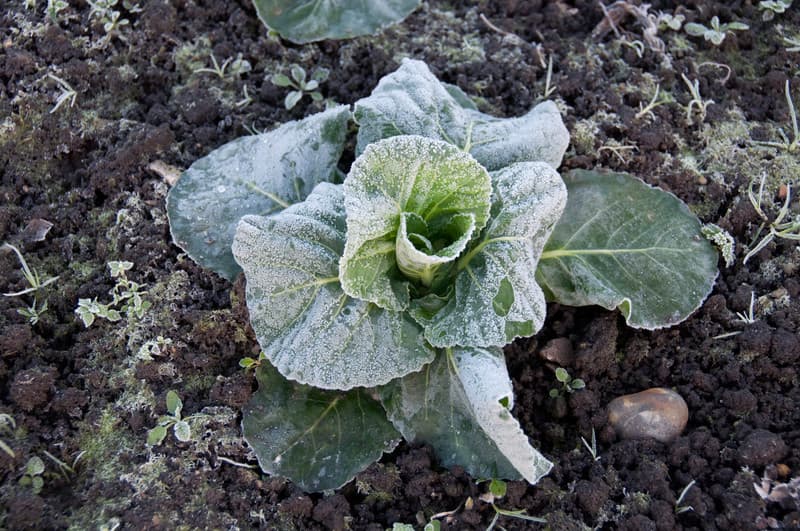 What to Do When Frost Threatens the Vegetable Garden