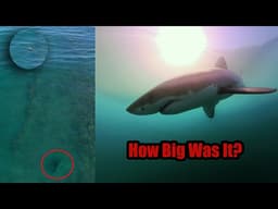 Spearfisher Didn’t See the Shark Behind Him