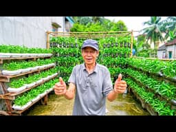 I Didn’t Expect This Method to Grow Water Spinach So Fast With Almost No Care