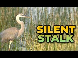 Wetland Giant on the Prowl