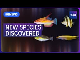What scientists have discovered deep in the Coral Sea | 7.30