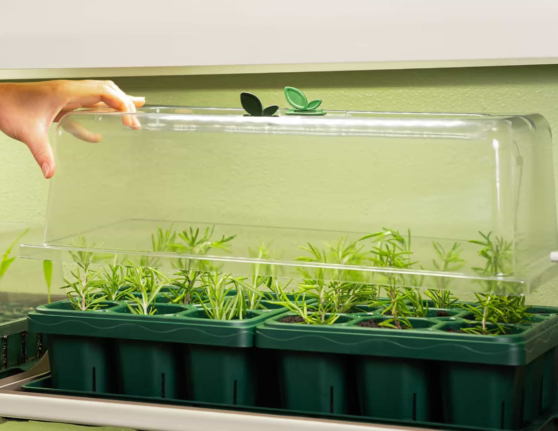 Do You Need a Humidity Dome? Benefits, Uses & When to Use One