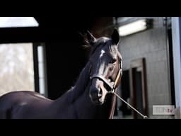 Stallion Insights: Domestic Product's First Foals Looking The Part