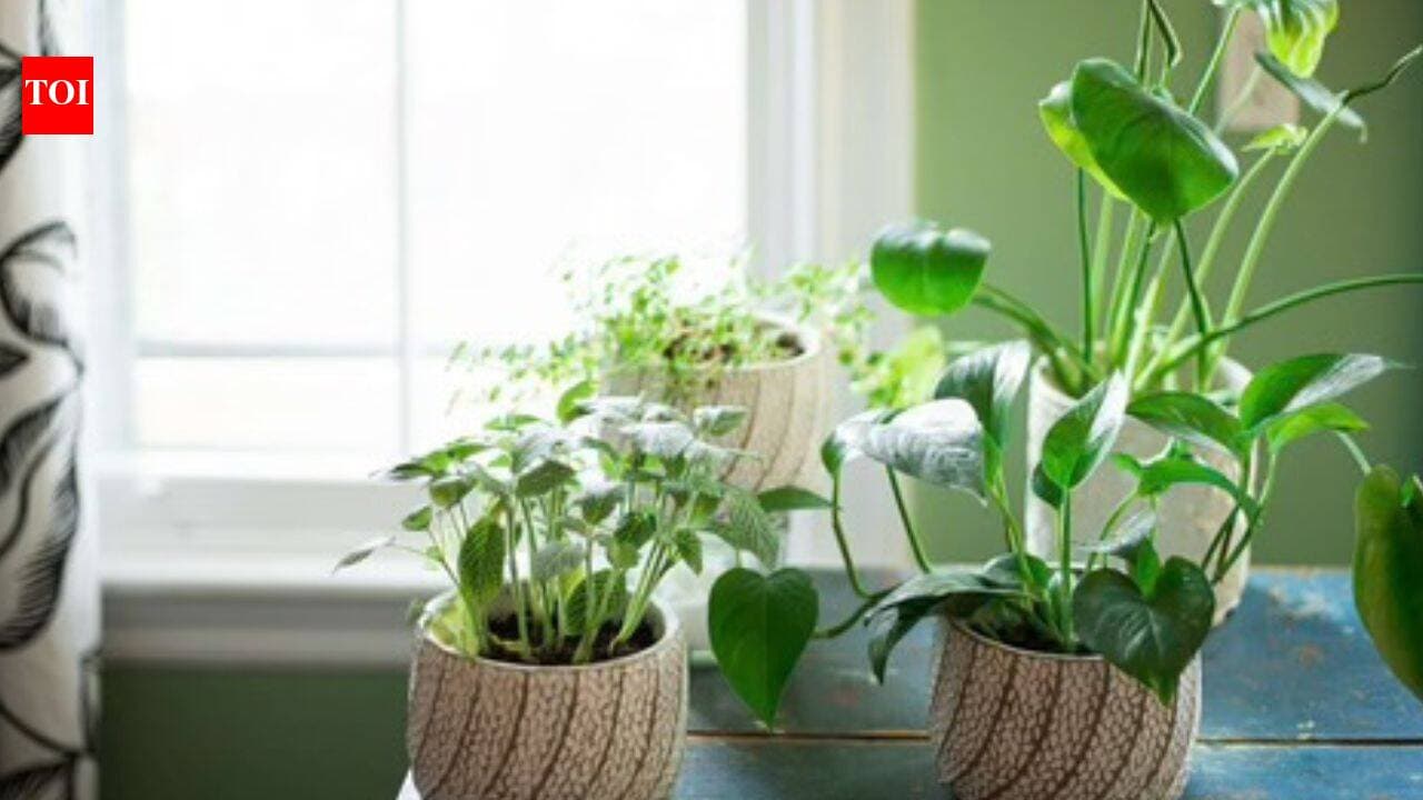How to grow indoor plants without direct sunlight: Easy tips ...