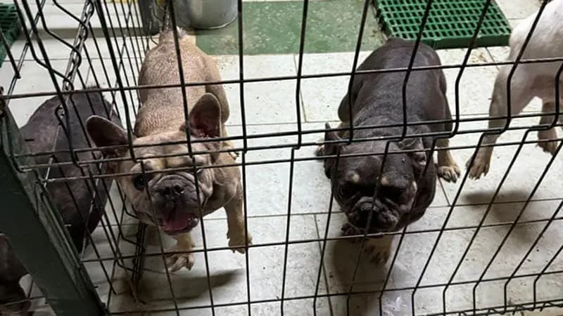 41 new dogs saved from puppy mills - ROLDA