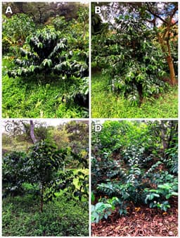 Genetic analysis reveals that some specialty coffee seeds ...