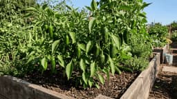 How to Grow Jalapenos for Bigger, Hotter Peppers? - Seed Sheets