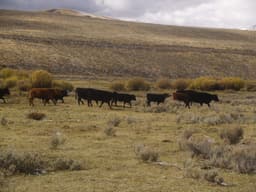New policy retools the Forest Service to serve the livestock industry